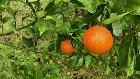 Orange Citrus Mandarin hanging on tree 4K Footage Stock Footage 83302967