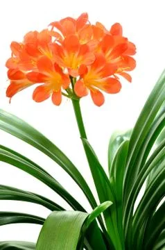 Orange Clivia miniata Stock Photos