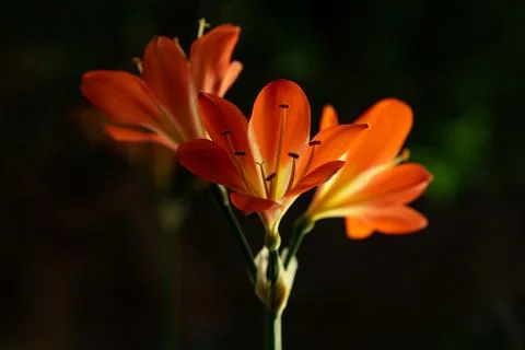 Orange clivia Stock Photos