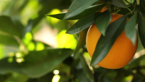 Orange Close Up On Tree.Bokeh, Blurred Green Abstract Background. Video stock 231435182