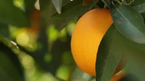 Orange Close Up On Tree.Bokeh, Blurred Green Abstract Background. Stock Footage 231890962
