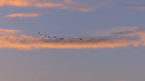 Orange clouds at sunrise with flying birds - sky background - real time Stock Footage 143301626