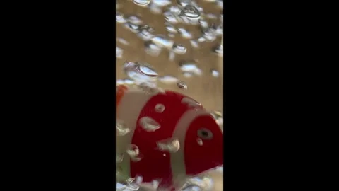 Orange Clown Fish In Bubbles Stock Footage 287159916