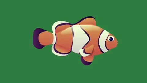 An orange clown fish on a green background and isolated isolated on green Video stock 336890102
