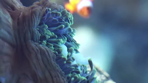 Orange clownfish Stock Footage 130304419
