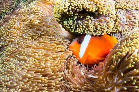 Orange clownfish Stock Photos