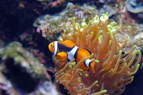 Orange clownfish Stock Photos