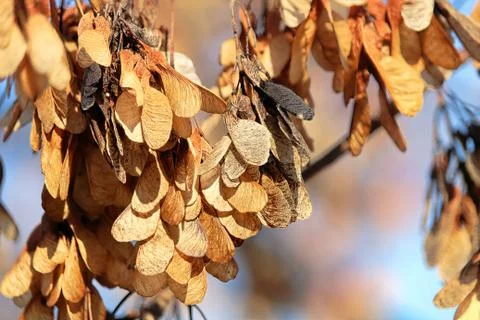 Orange clusters of maple seeds with a blurred blue background Stock Photos