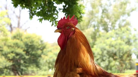 Orange cockerel looking at the camera Stock Footage 152708344