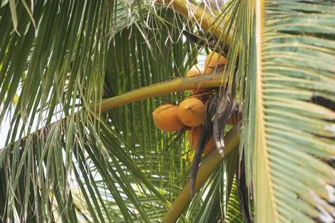 Orange Coconuts on Palm Фото