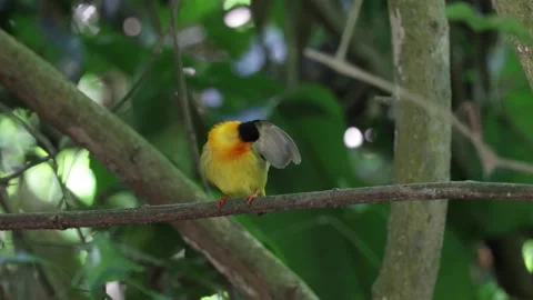 Orange-collared manakin sit in lowland rainforest preen feathers close up Stock Footage 153374648