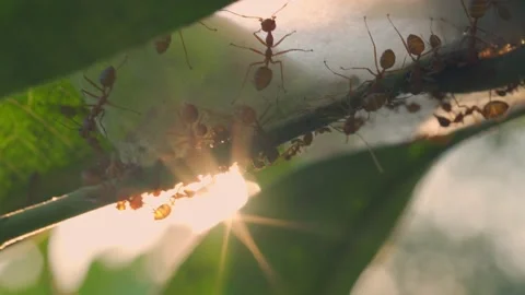 Orange color ants are walking on the tree at sunset Stock Footage 146607152