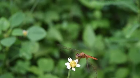 Orange color dragonfly  with black patterned  and big red eye resting on flower Stock Footage 132019445