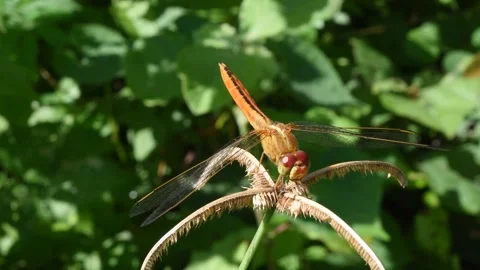 Orange color dragonfly with black patterned  and big red eye resting Stock Footage 132019499