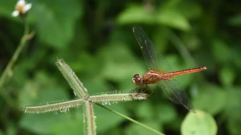 Orange color dragonfly with black patterned on its body and big red eye flying Stock Footage 132019504