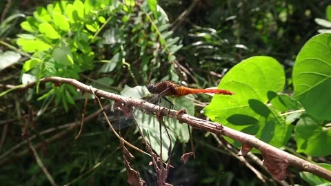 An orange color dragonfly flies off from a tree stem Video stock 166636622