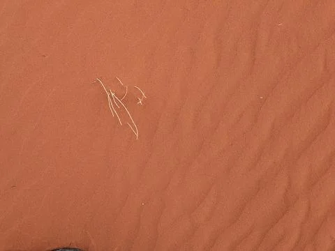 Orange color sand texture pattern background. Wadi Rum desert, Jordan,Arabia Stock Photos