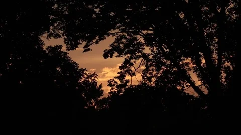 Orange Color Sunset Sky through Trees Forest Silhouette Stock Footage 81590512