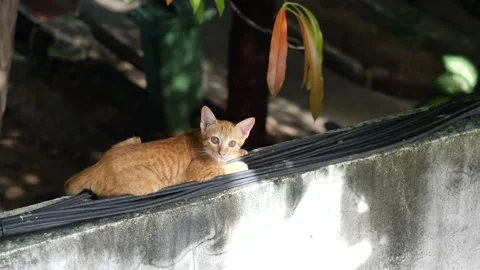 Orange color tabby cat crouched on black wires on old concrete wall Stock Footage 141503763