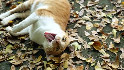 Orange color tabby cat lay and roll and yawn Stock Footage 142860686
