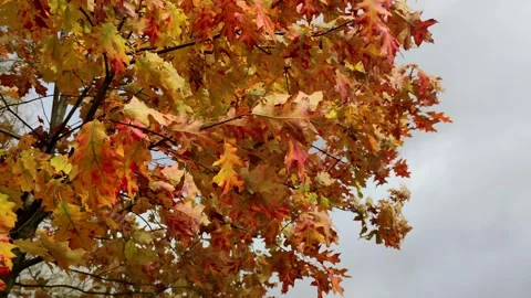 Orange colored autumn tree Stock Footage 264898260