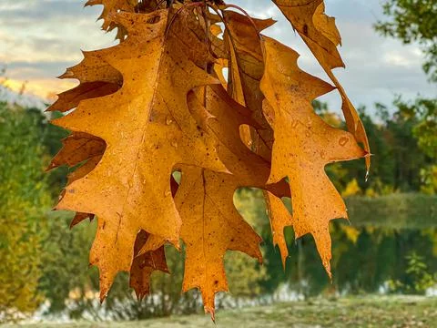 Orange colored, beautiful structures leaf in autumn. Stock Photos
