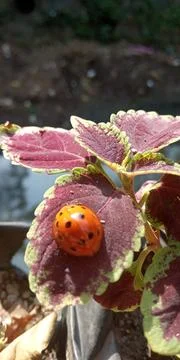 Orange colored beetle is on a green leaf Stock Photos
