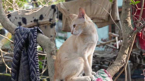 Orange Colored Cat Sitting 스톡 동영상 332575229