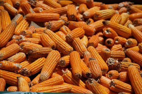 Orange colored Corn Stock-Fotos