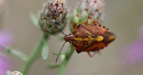 Orange colored Fruit Bug with antenna on flower petal in wilderness at Stock Footage 246616657