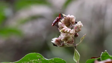 Orange colored insect on a wild flower. Stock Footage 302560760