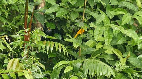 Orange colored oriole hopping up in broad leaf bush Stock Footage 123624451