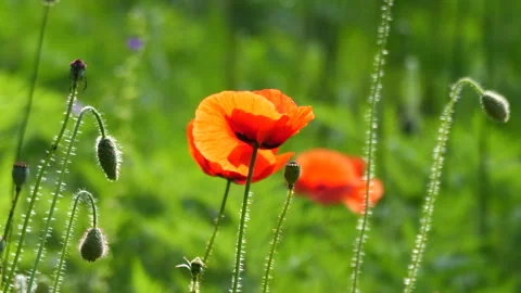 Orange colored poppies in bloom Stockbeeldmateriaal 242046589