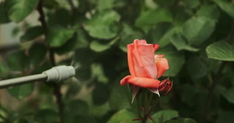 An orange colored rose flower is being sprayed against diseases and pests Stock Footage 276606007