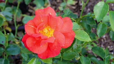 An orange colored rose Stock Footage 210545136