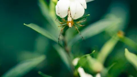 Orange colored small spider bug hangs on white flower macro Foto stock