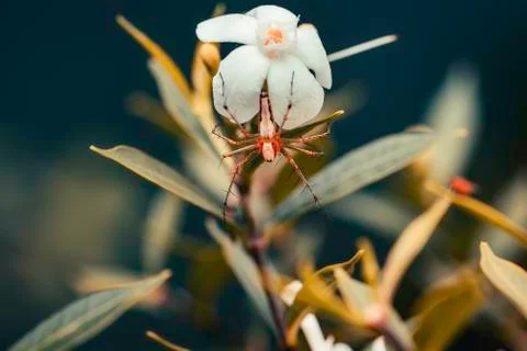 Orange colored small spider bug hangs on white flower Stock Photos