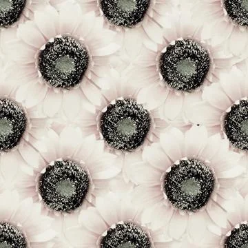 Orange colored sunflower seamless pattern design Illustrazione stock