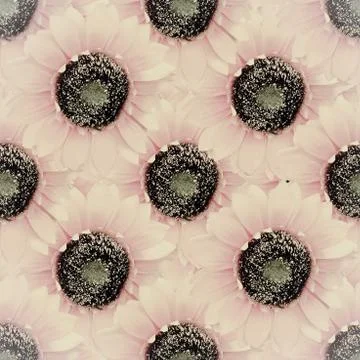 Orange colored sunflower seamless pattern design イラスト素材