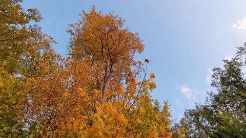 Orange colored trees shaked smoothly by the wind, 4K Stock Footage 222551045