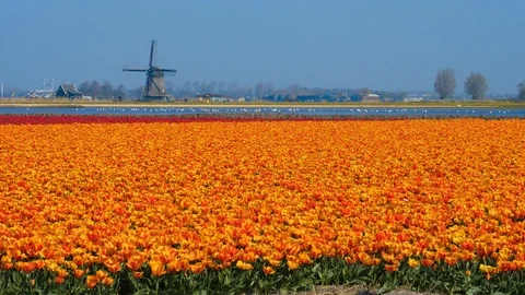 Orange colored tulip field with windmill Stock Footage 106142380