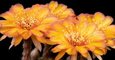 Orange Colorful Flower Timelapse of Blooming Cactus Opening Stock Footage 127320573