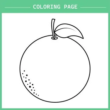 Orange Coloring Page vector イラスト素材