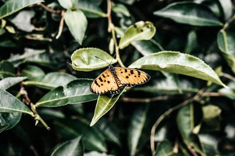 The Orange colour butterfly. Stock Photos