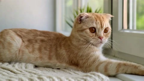 Orange colour cat is sitting next to the window and looking outside. Red ginger Video stock 158968545