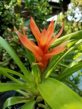 Orange colour flower Foto stock