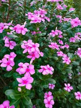 Orange colour flower. Foto stock