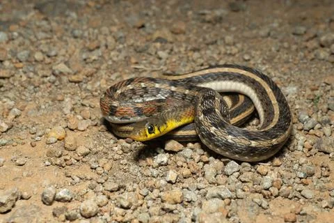 Orange Colour Morph of buff striped keelback, Amphiesma stolatum Satara, m... Stock Photos