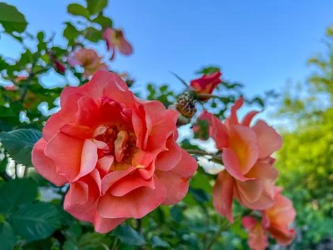 Orange colour rose and rose buds in the garden over natural background Stock Photos