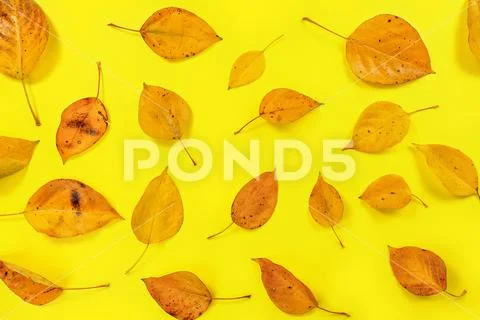 Orange coloured autumn leaves on yellow board, top down view Stock Photos